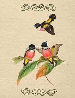 鳥,釀酒,顏色
