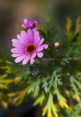 紫色花,花瓣,紫色