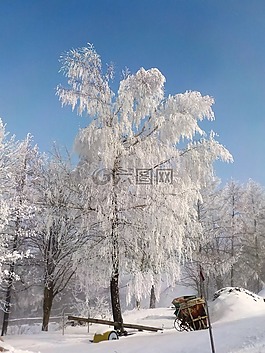 樹(shù),弗羅斯特,冬天