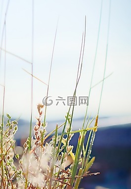 布什,廠,綠色