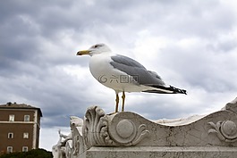 海鷗,天空,鳥