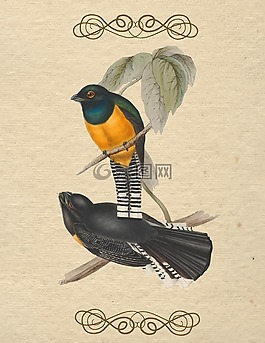 鳥,釀酒,顏色