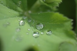 一滴水,葉子,水
