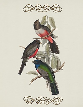 鳥,釀酒,顏色