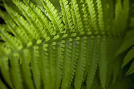 蕨類植物,綠色,森林