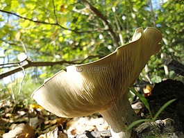蘑菇,性質(zhì),秋季