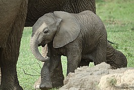 哺乳動物,野生動物,動物