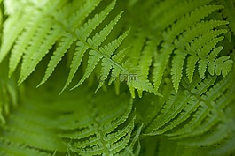 蕨類植物,綠色,森林