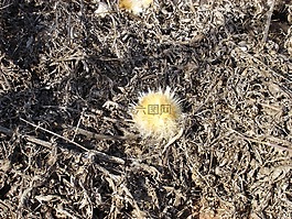 薊,花,干旱