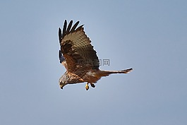 米蘭,猛禽,空氣