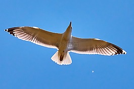 海鷗,天空,飛