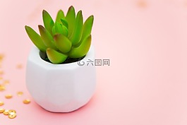 多汁,玫瑰,不錯(cuò)