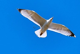 海鷗,天空,飛