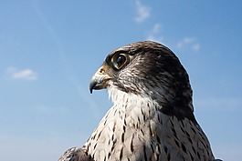 獵鷹,猛禽,鳥