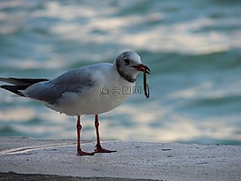 海,水,捕魚(yú)