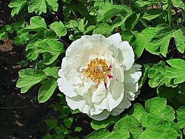 花,綠葉,白花