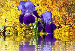虹膜,花,開花