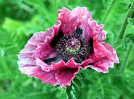 花,花瓣,花園