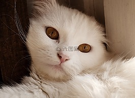 可愛,寵物,貓