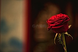 紅色,玫瑰,花