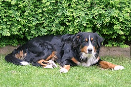 berner 森嫩狗,狗,纯种狗