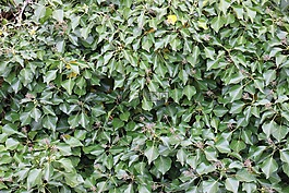 常春藤,綠色,登山者