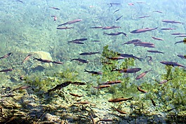 魚(yú),水,清除