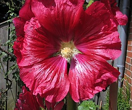 花,紅色,植物群