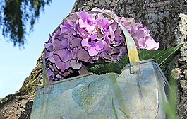 八仙花,花,開花