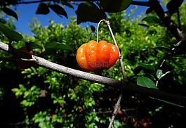 pitangueira,樹,櫻桃