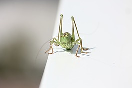 昆蟲,蚱蜢,綠色