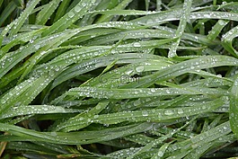 草药,水,湿的草