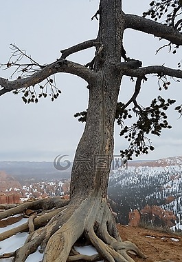 樹(shù),雪,戶(hù)外