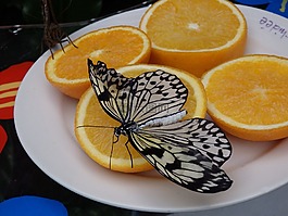 蝴蝶,bug,性質(zhì)