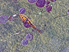 水,錦鯉,魚