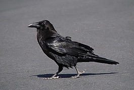 烏鴉,鳥(niǎo),飛