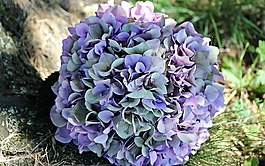 八仙花,花,開(kāi)花