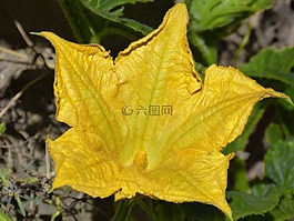 花,calabacera,南瓜花