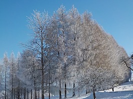 寒冬,雪,弗羅斯特