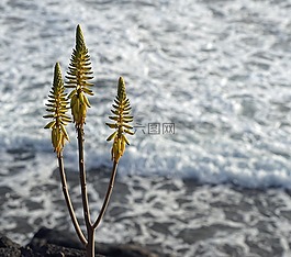 蘆薈,開花,廠