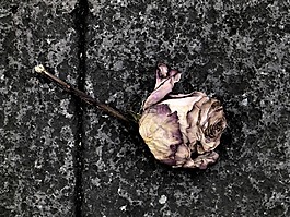 玫瑰,死亡,花
