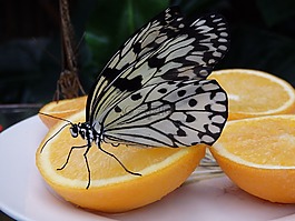 蝴蝶,bug