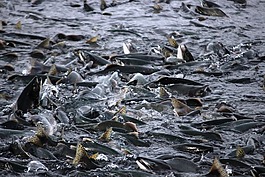 三文魚,魚,三文魚的遷移