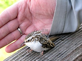 鳥,爬行森林,小鳥