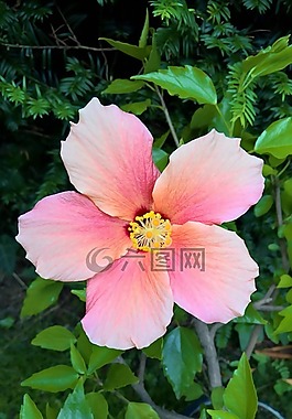 厂,芙蓉,锦葵