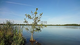 湖,樹,水