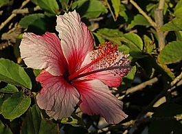 芙蓉,紫,粉紅色