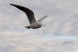 海鷗,鳥(niǎo),飛行