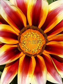 花,顏色,詳細(xì)