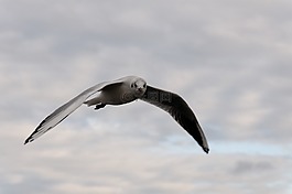 海鷗,鳥,飛行